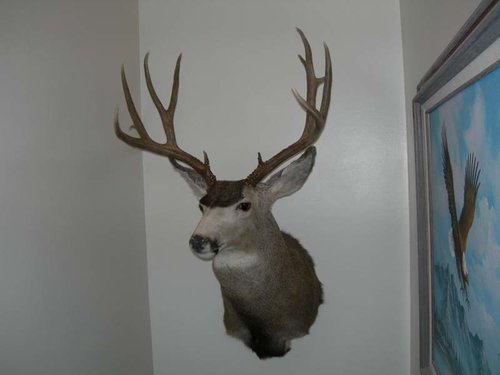 deer_mount_2.jpg