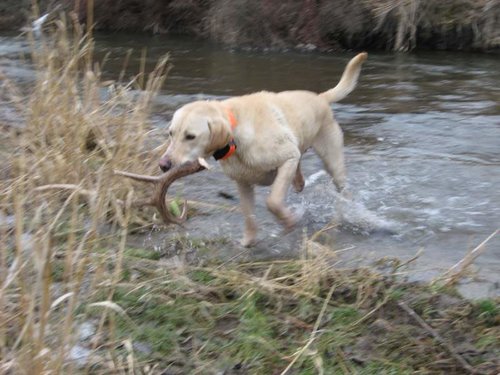 Antler - Sheds 008.jpg