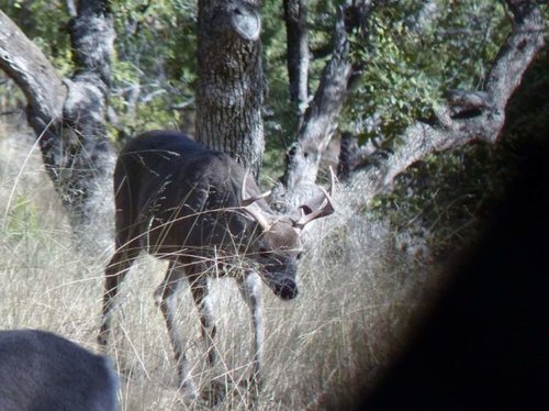 First Buck (2).jpg