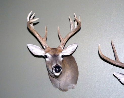 Columbian Whitetail 2006.JPG