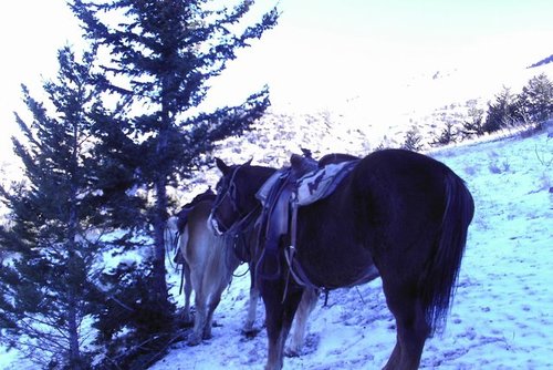 12Nov-Resting horses.jpg