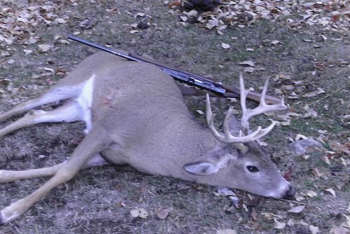 12pt-6X6-MT-Whitetail.jpg