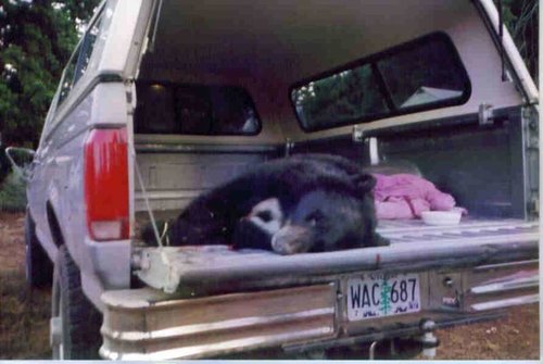 Bear 2002.jpg