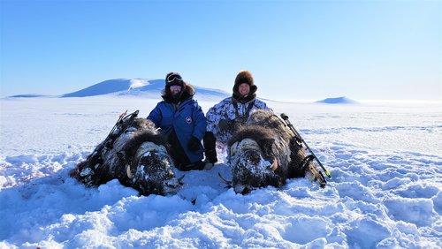 Muskox Double.jpg Muskox Double.jpg