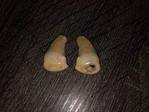 elk ivories.jpg elk ivories.jpg