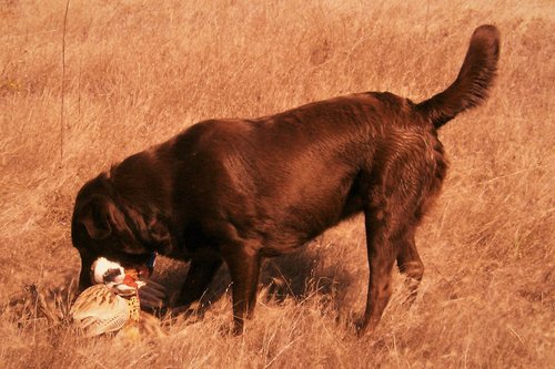 SAIDI PHEASANT.JPG