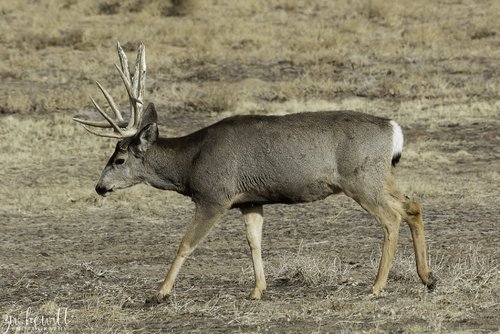 MuleDeer_Buck_Broadside.jpg