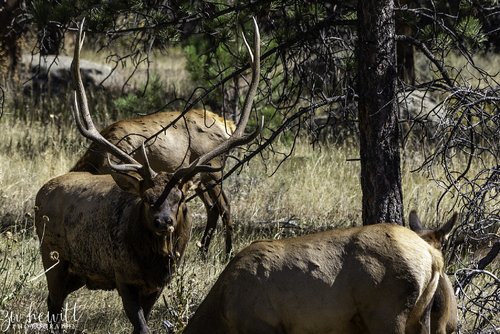 Bull Elk 5Pt_RMNP.jpg