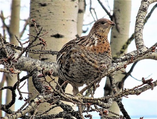 bakyard_grouse.JPG bakyard_grouse.JPG