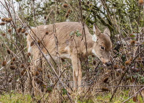 Whitetail Fawn Tagged  a-4575.JPG