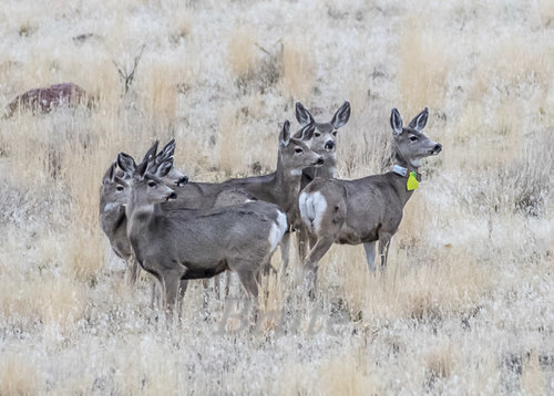 Muley Collared Doe a-7617.JPG