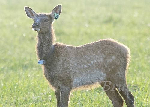 Roosevelt Elk Calf Backlit  August 2019  tTagged  a -8924.jpg