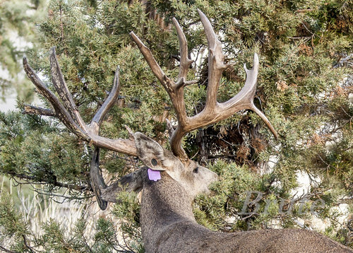 Muley Buck Tagged a-8803.JPG