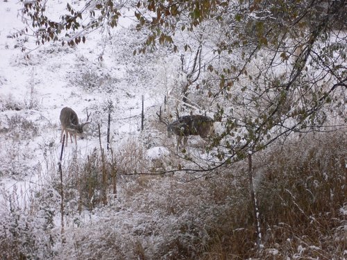 deer.JPG deer.JPG