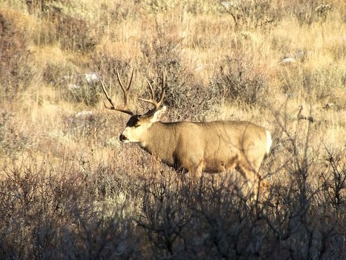 Buck1small.jpg Buck1small.jpg