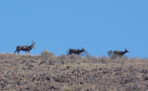 Mule deer 2.jpg