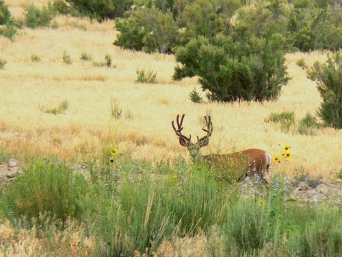 RCBuck.jpg RCBuck.jpg