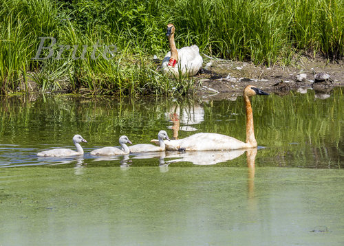 Swans a-7424.JPG