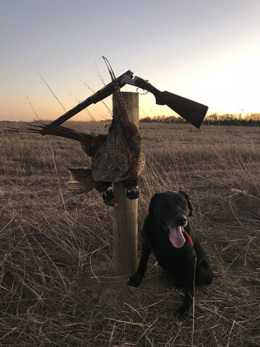 Jack+Pheasants OCT18.jpg