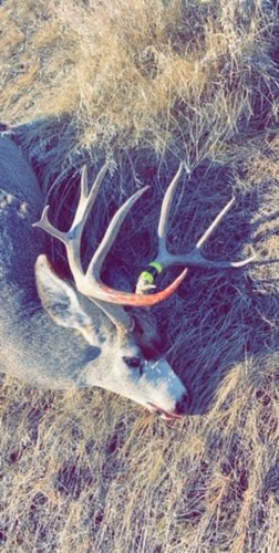 Muley 2.jpg