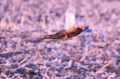 PHEASANT.jpg PHEASANT.jpg