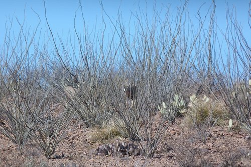 Ocotillo.jpg