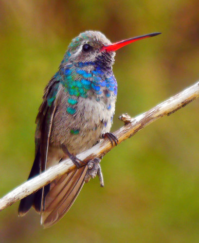 Broad-billed-10-17-2019.jpg