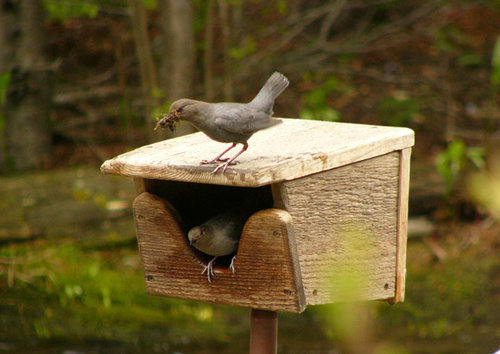 Dippers-playing-house.jpg