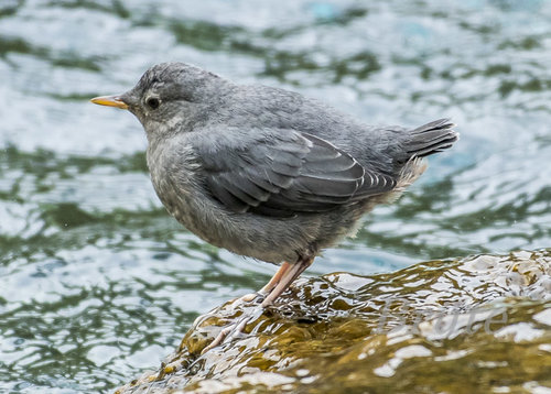 Spring Creek Dipper May 2019  a-7191.jpg