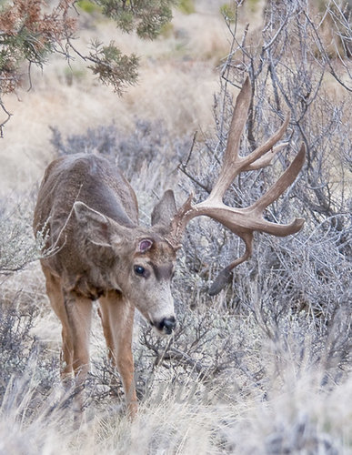 Buck Norris March 2014 a-3865.JPG