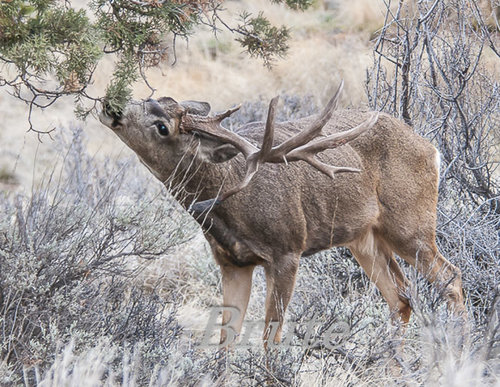 Buck Norris March 2014 a-3855.JPG