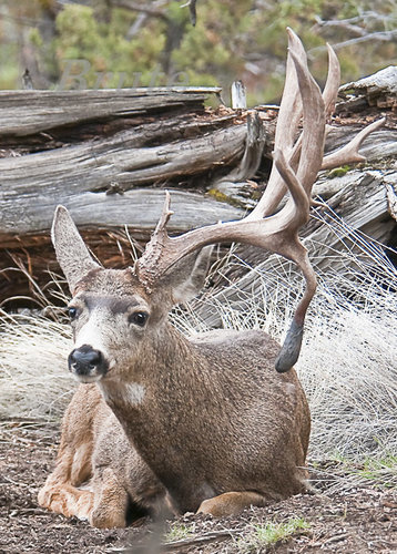 Buck Norris March 2014 a-3944.JPG