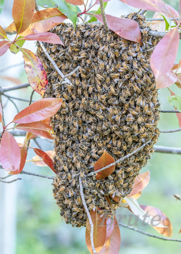 Bee Swarm  a-1962-2.JPG