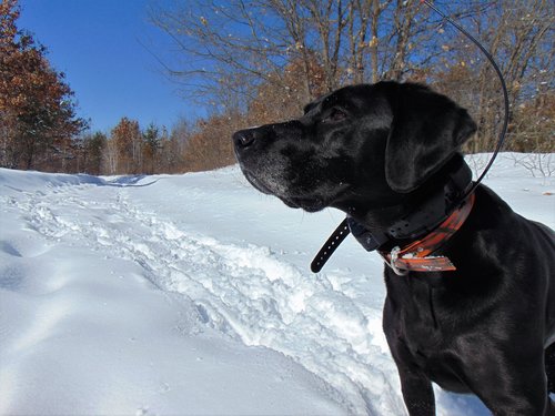 Sayner in Burnett Forest.JPG