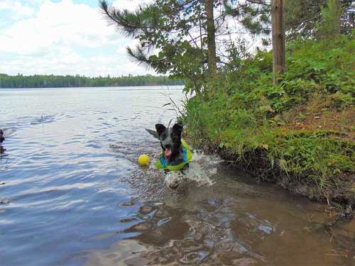 Blu at Lone Tree Lake.JPG