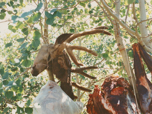 1st Nevada Muley.jpg 1st Nevada Muley.jpg