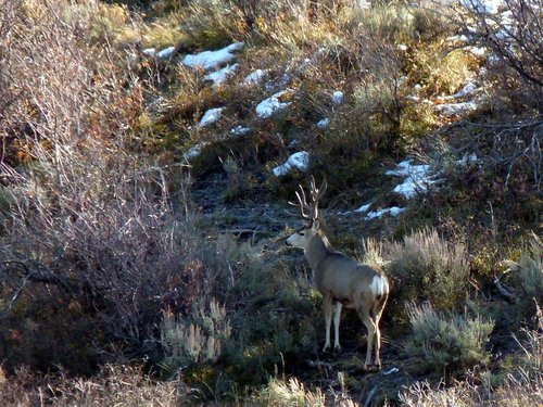 Buck23-1.jpg