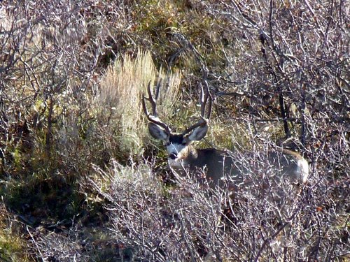 Buck23-2.jpg