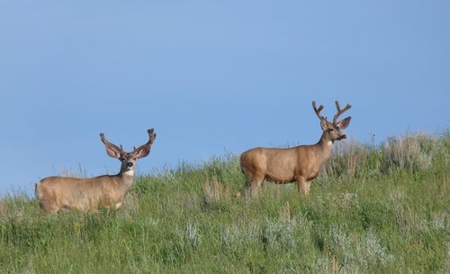 Buck7.jpg