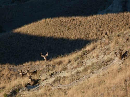 Bucks.jpg
