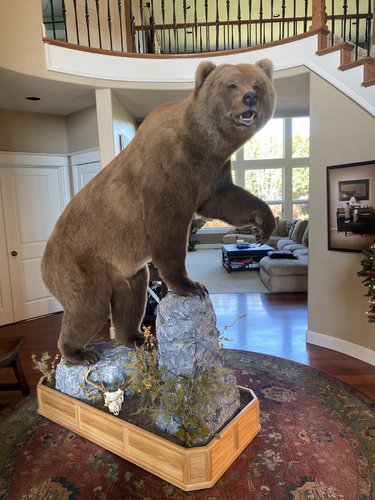 Brown Bear pic.jpg Brown Bear pic.jpg