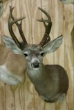 2015 12 AZ Coues buck Lyle.png 2015 12 AZ Coues buck Lyle.png