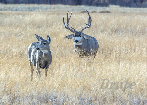 Muley 2015  a-8280.JPG