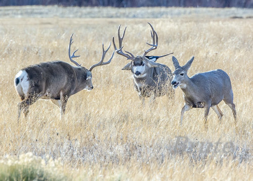 Muley 2015  a-8281.JPG