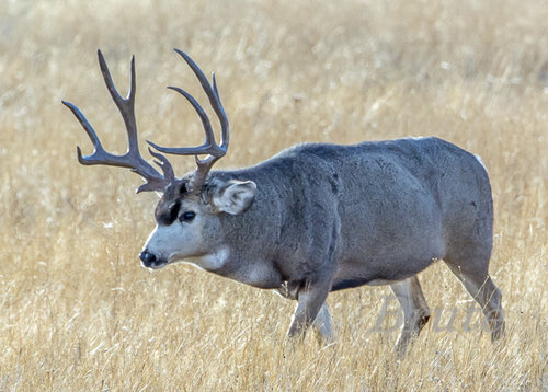 Muley 2015  a-8298.JPG