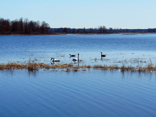 Swans and Geese Crex Meadows.JPG