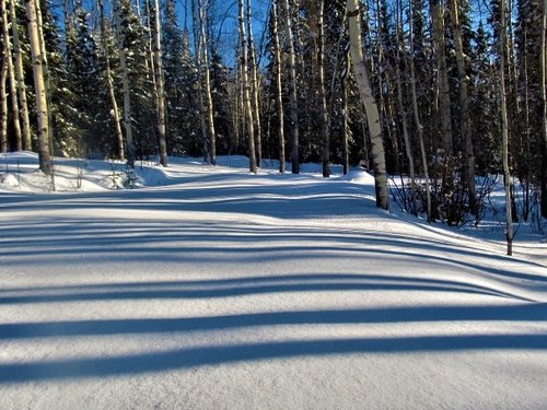 backyard_Mar26 (2).JPG