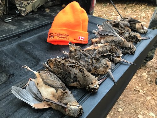 woodcock.jpg