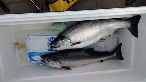 salmon 3.jpg