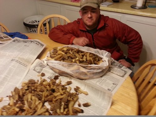 mushrooms.jpg